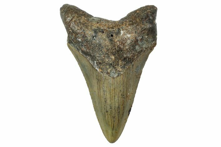 Serrated, Juvenile Megalodon Tooth - North Carolina #342205